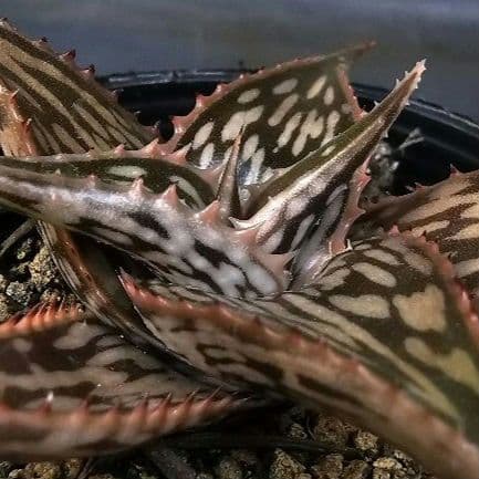 速達発送＆ロウルサンコさんラベル付き☆多肉植物 アロエ ペッキー×へ