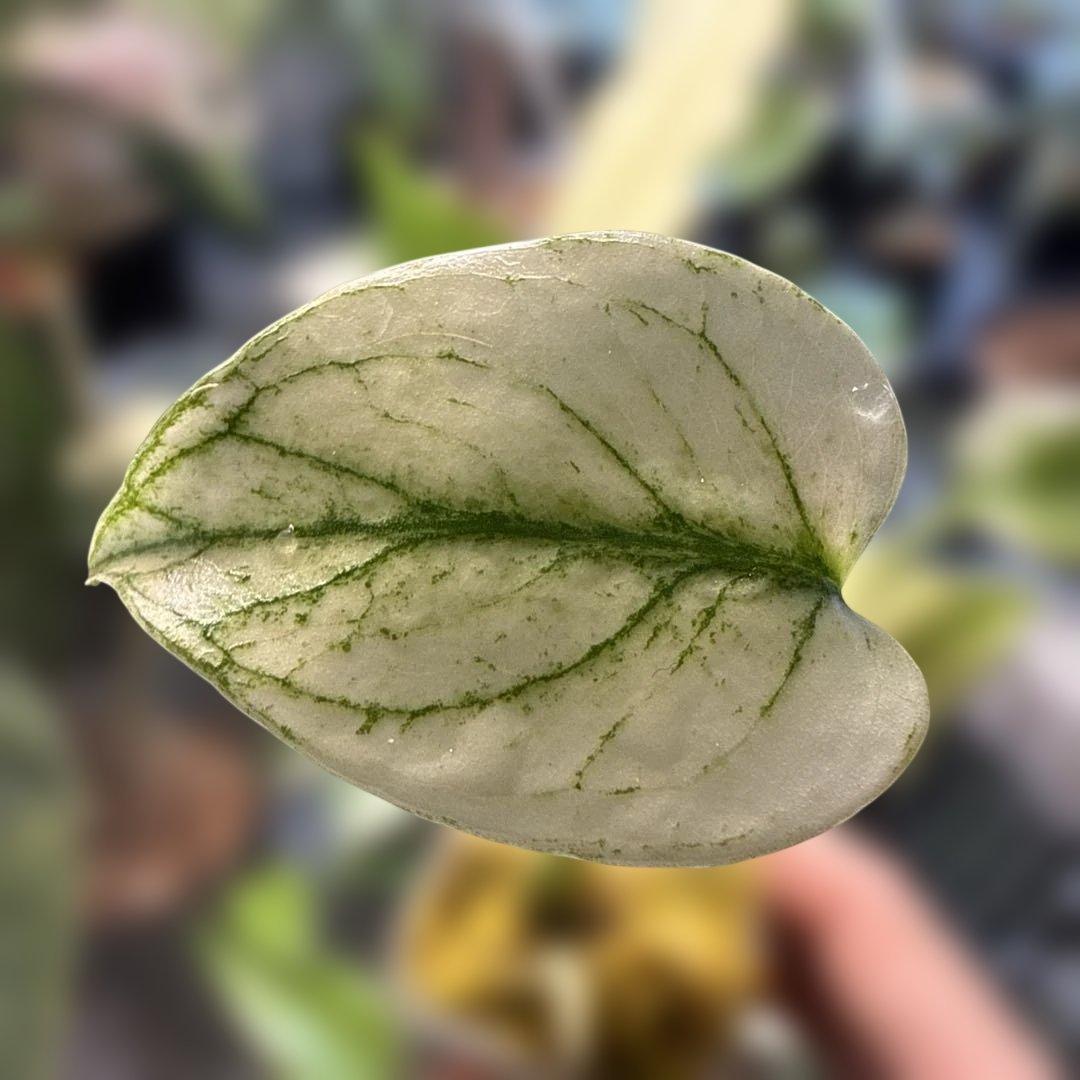 M*R様 白勝ち モンステラ デリシオーサ ミント Monstera deliciosa 'Mint Tricolor' モンステラデリシオーサ ミント