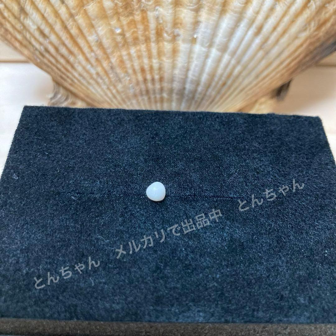 北海道産 ホタテ貝 スキャロップ真珠 天然パール 約4mm - メルカリ