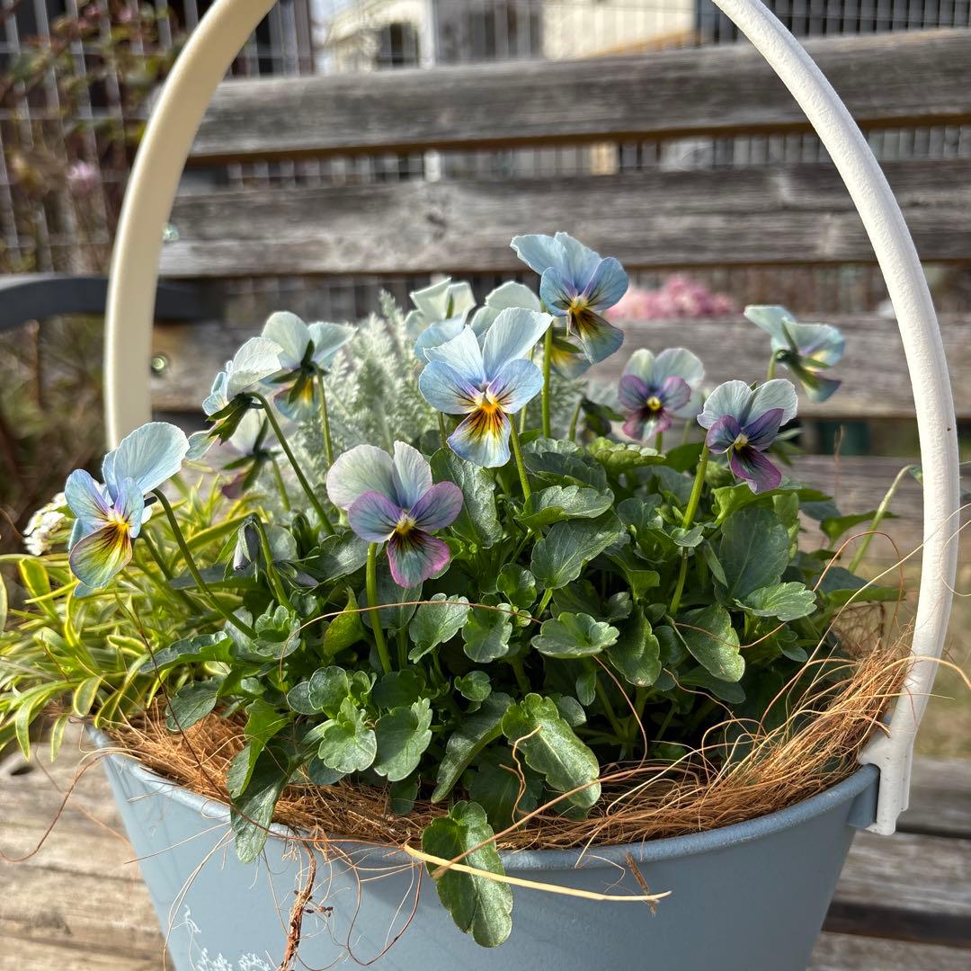 MIYABI様ご依頼品　すみれ図鑑寄せ植え　他6苗　現品　匿名発送　タグ付き MIYABI様ご依頼品 すみれ図鑑寄せ植え 他6苗 現品 匿名発送 タグ付き