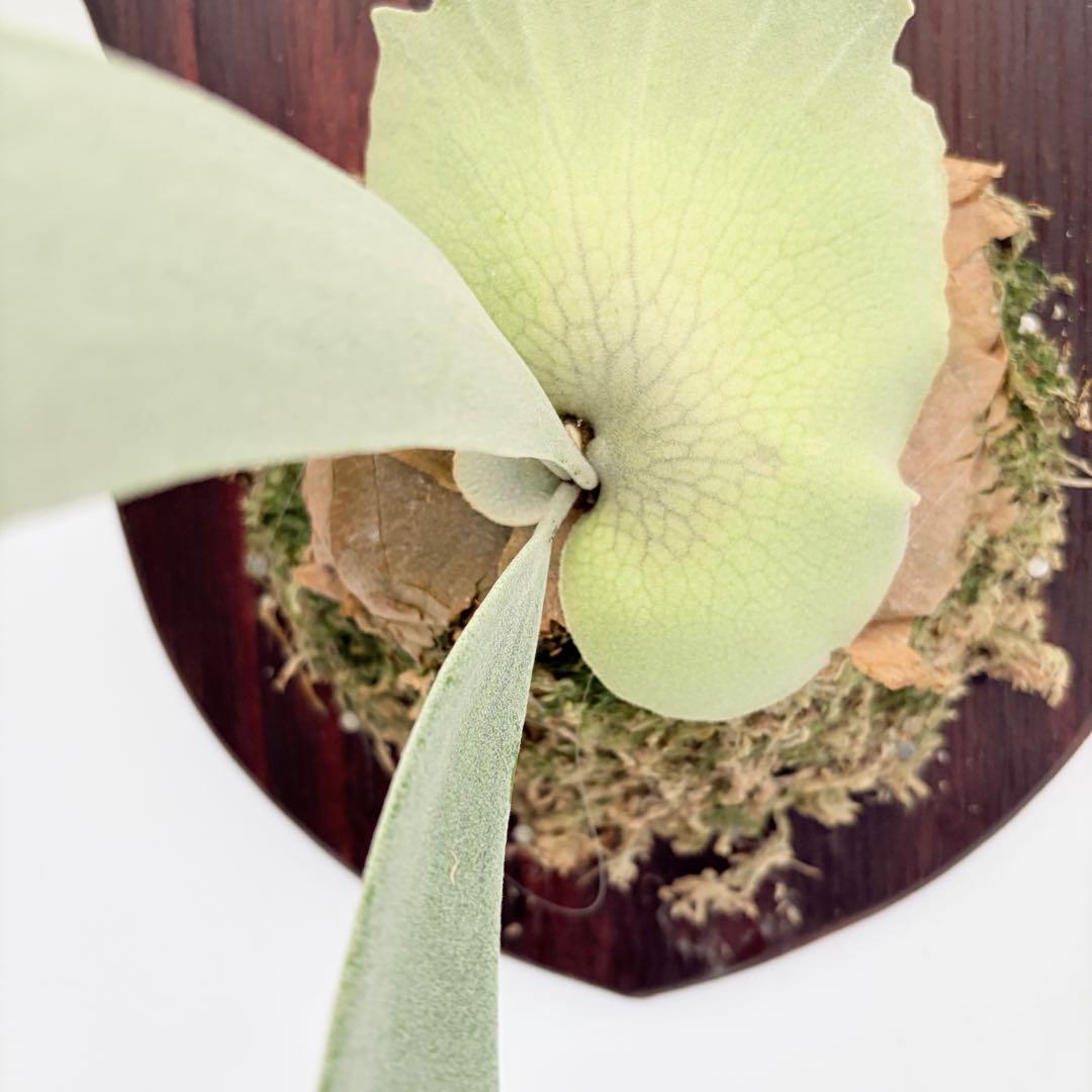 板付 観葉植物 超美株の子株です♫〖ビカクシダ・ウィリンキー