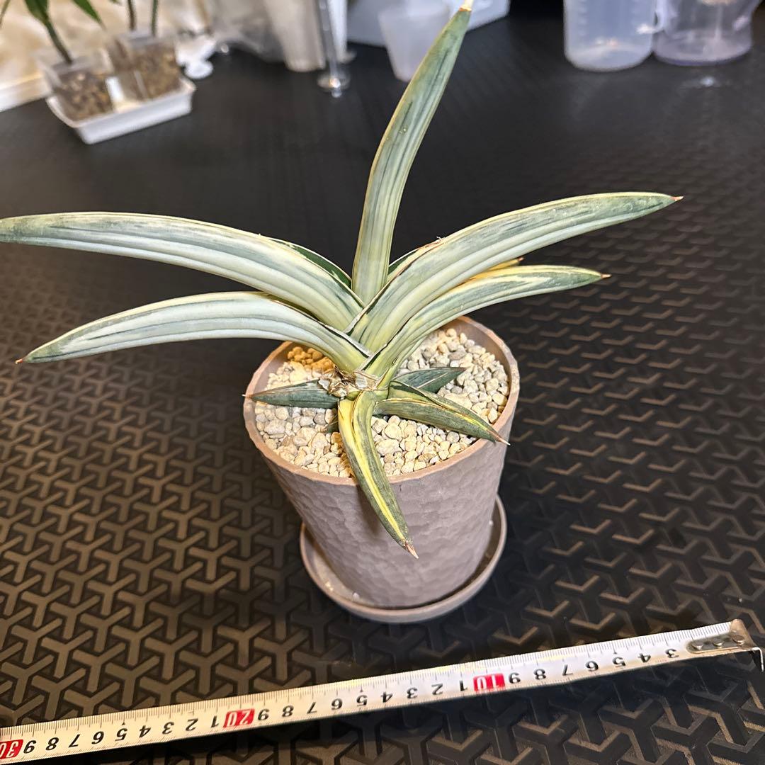 サンスベリア ブルークローン　斑入り Sansevieria Blue Clone White Variegated サンセベリア ブルー