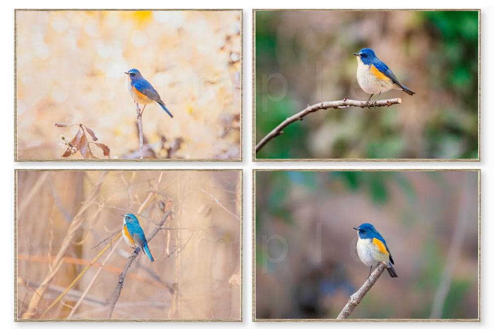 ルリビタキ 野生の小鳥の写真 高解像度写真 L判写真 4枚 セート