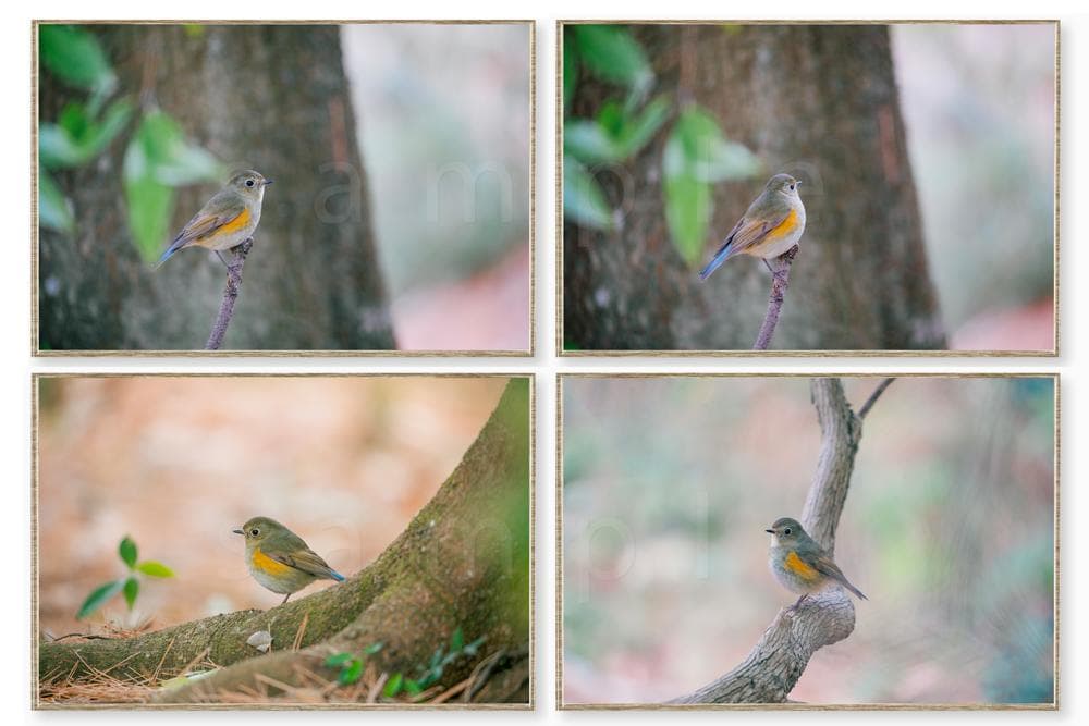 ルリビタキ 野生の小鳥の写真 高解像度写真 2L判写真 4枚 セート