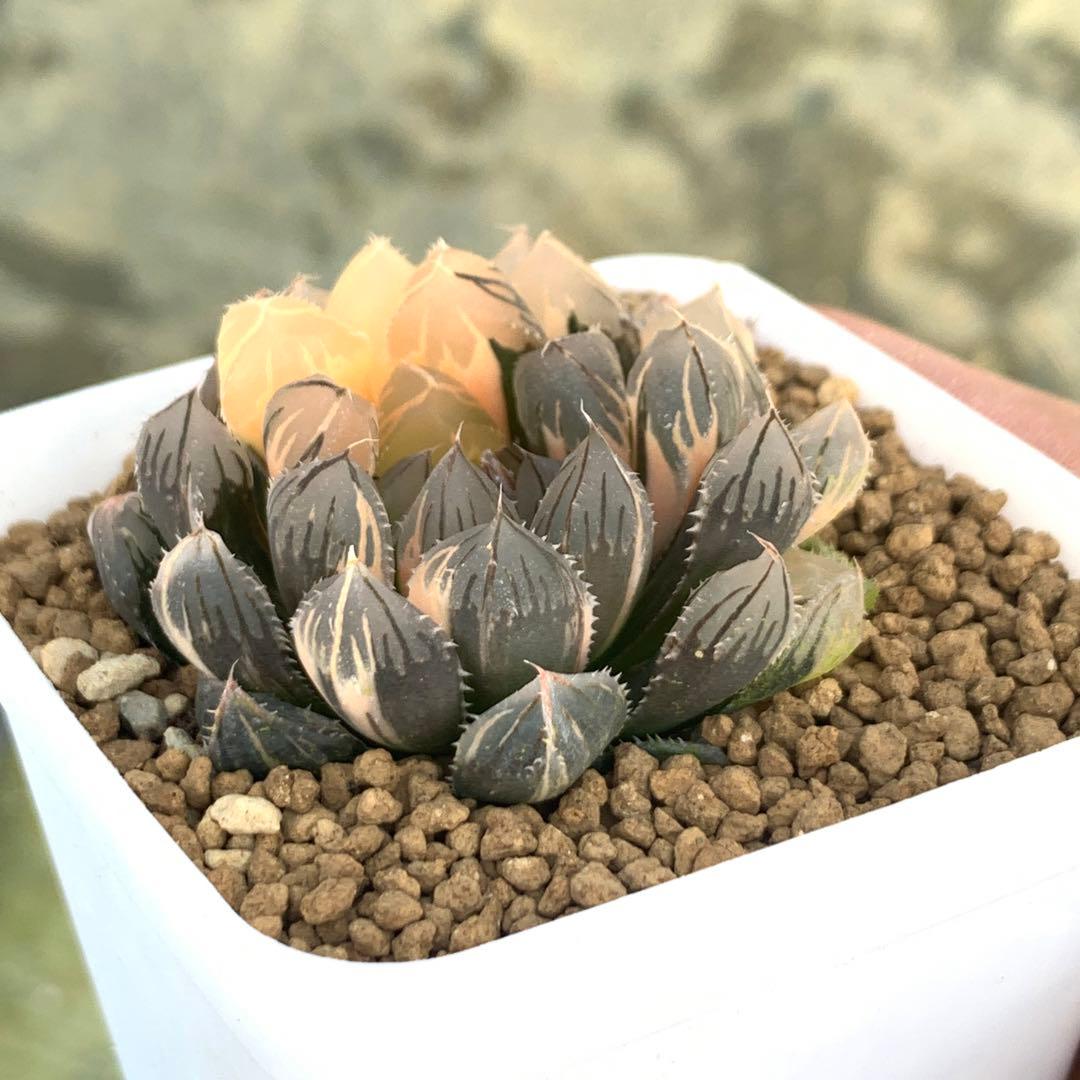 多肉植物 ハオルチア 赤斑オブツーサ錦 赤い鳥 - メルカリ