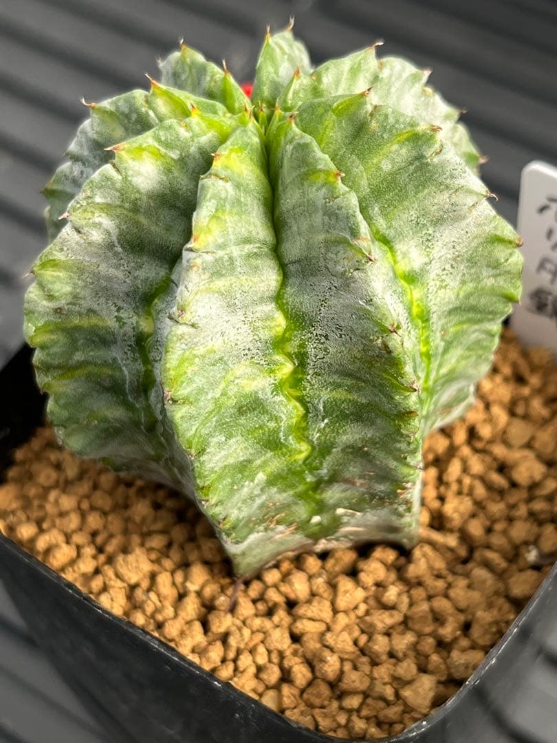 ユーフォルビア　ホリダ錦 ユーフォルビア ホリダ 錦 Euphorbia horrida Variegated
