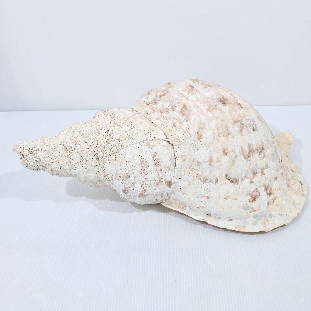 法螺貝 魔除け ほら貝 ホラ貝 36cm 巨大 オブジェ - メルカリ