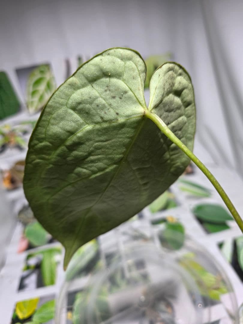 熱帯植物 アンスリウム SKG シルバー 超ラメ脈 - メルカリ