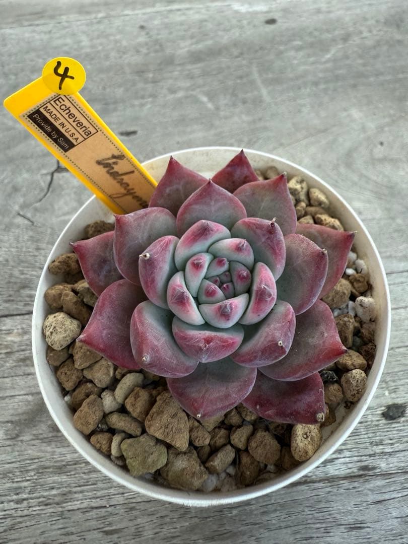 4 希少 リンゼアナNo.3 丸葉タイプ カリフォルニア輸入