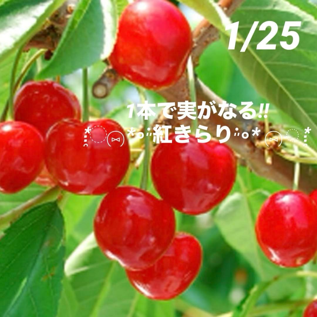①*:ஐ 1本で実がなる*:ஐ接木・さくらんぼ・苗木【桜桃・紅きらり】4号 sakuranbo022_01-logo.jpg