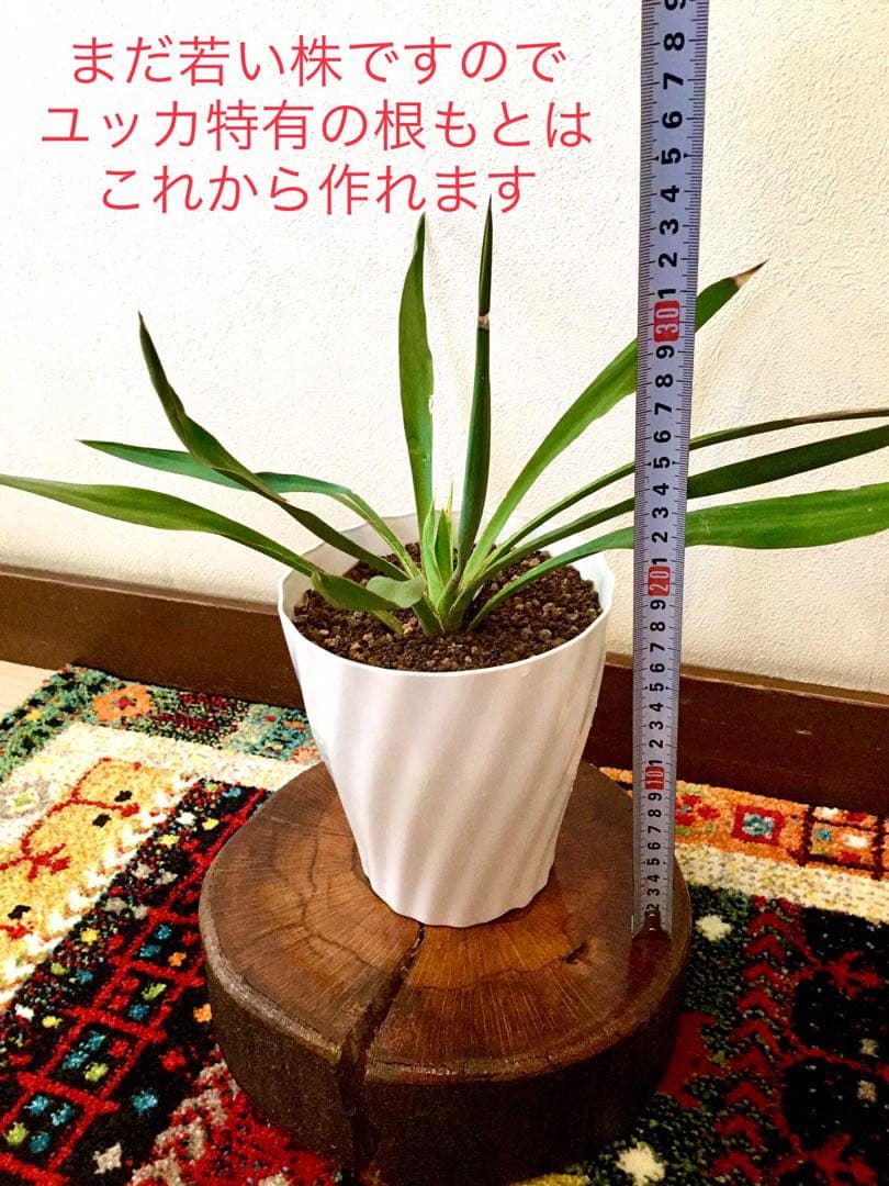 完売　発根済み超優良株＊根は頑丈で巨大【ユッカ グロリオサ/アツバキミガヨラン】