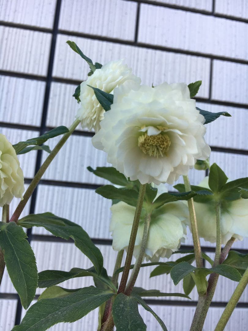 認定株ホワイトアフロディーテ クリスマスローズ 加藤農園 成熟株
