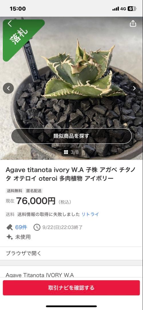 アガベ　ivory wa 子株　cj special 大白鯊　ホオジロザメ　冰雹