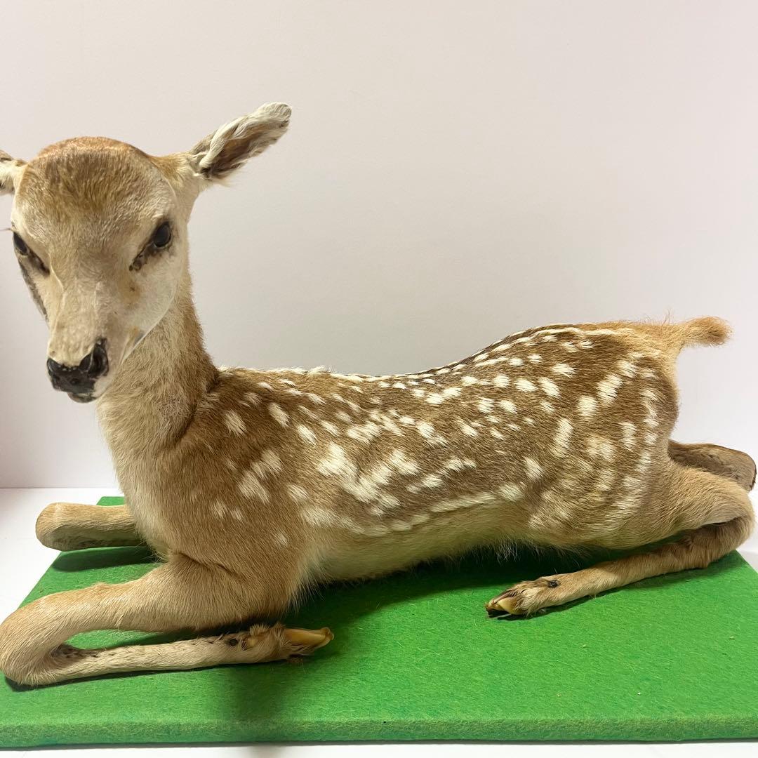剥製 小鹿 子鹿 ニホンジカ 置き物 ヴィンテージ バンビ インテリア