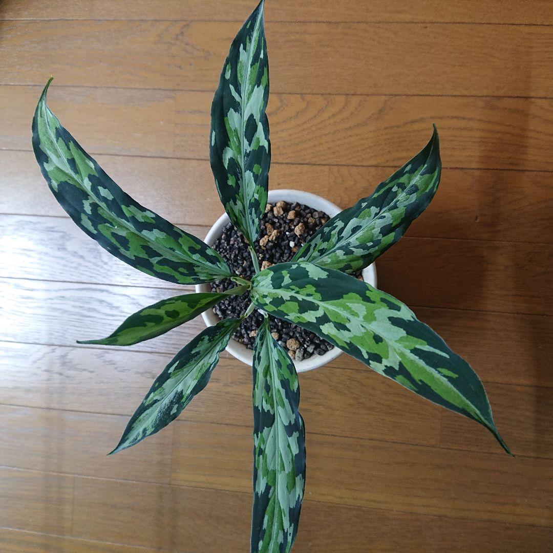 観葉植物 アグラオネマ　エウレカ　細葉 園芸ネット本店｜アグラオネマ：ピクタム トリコロール エウレカ3号