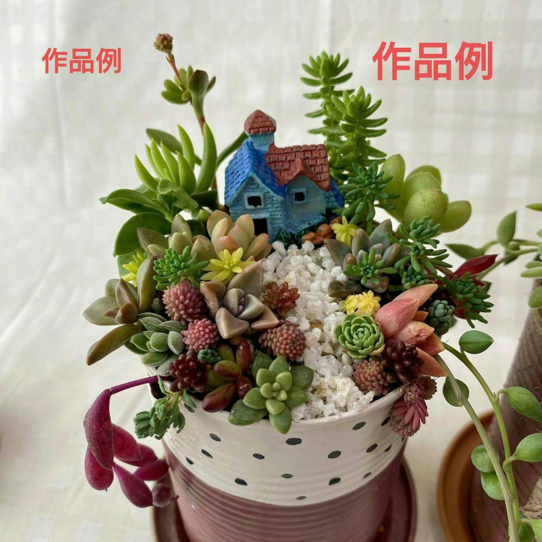 多肉植物寄植え箱庭キット☆ - メルカリ