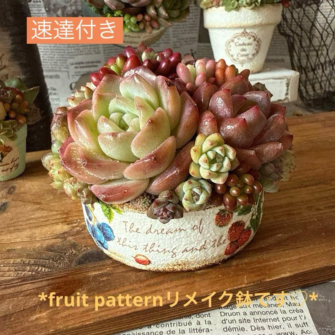 ❤︎fruits☆リメイク鉢❤︎ そのまま飾れる多肉植物寄せ植えリメ鉢ち