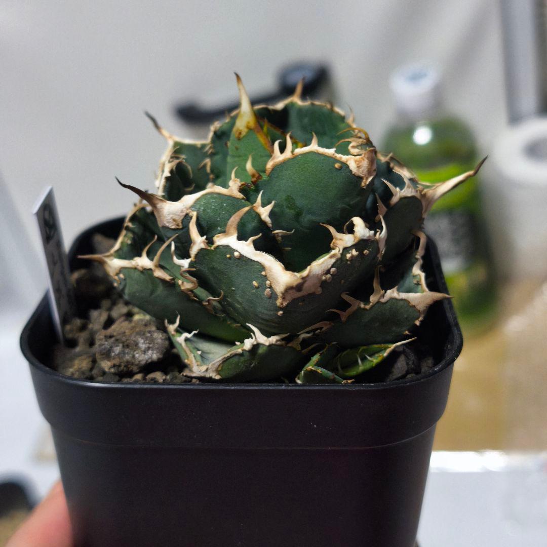 アガベ uzutan