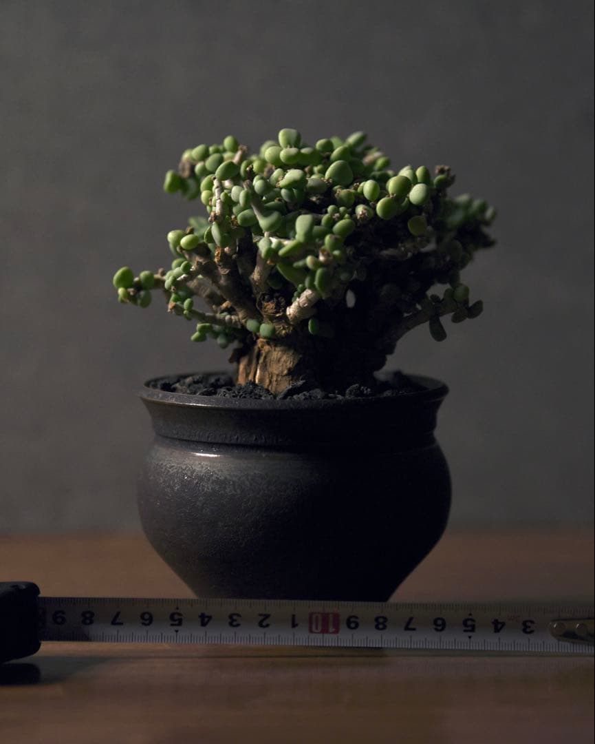 発根済 ケラリアピグマエア　塊根植物 ケラリア ピグマエア 【発根済】A | RAFLUM / ラフラム｜東京、大阪の