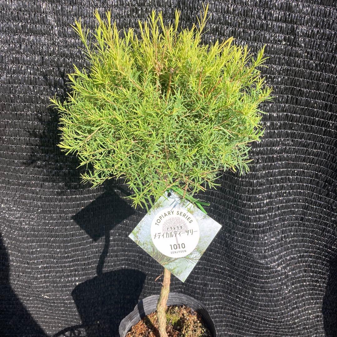 ①*ஐ寄せ植えにも！トピアリー仕立て*ஐメラレウカ・苗木【メディカル
