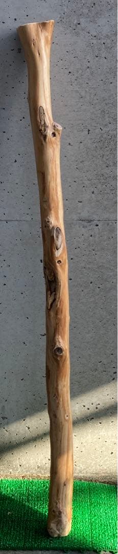 希少 樹齢150〜200年 杉枝 約143cm 鑑賞 庭 インテリア 骨董 華道