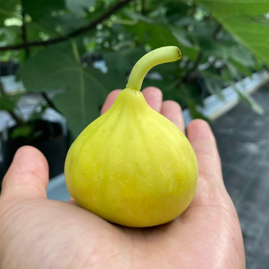 Yellow KSA 穂木1本 イチジク - メルカリ