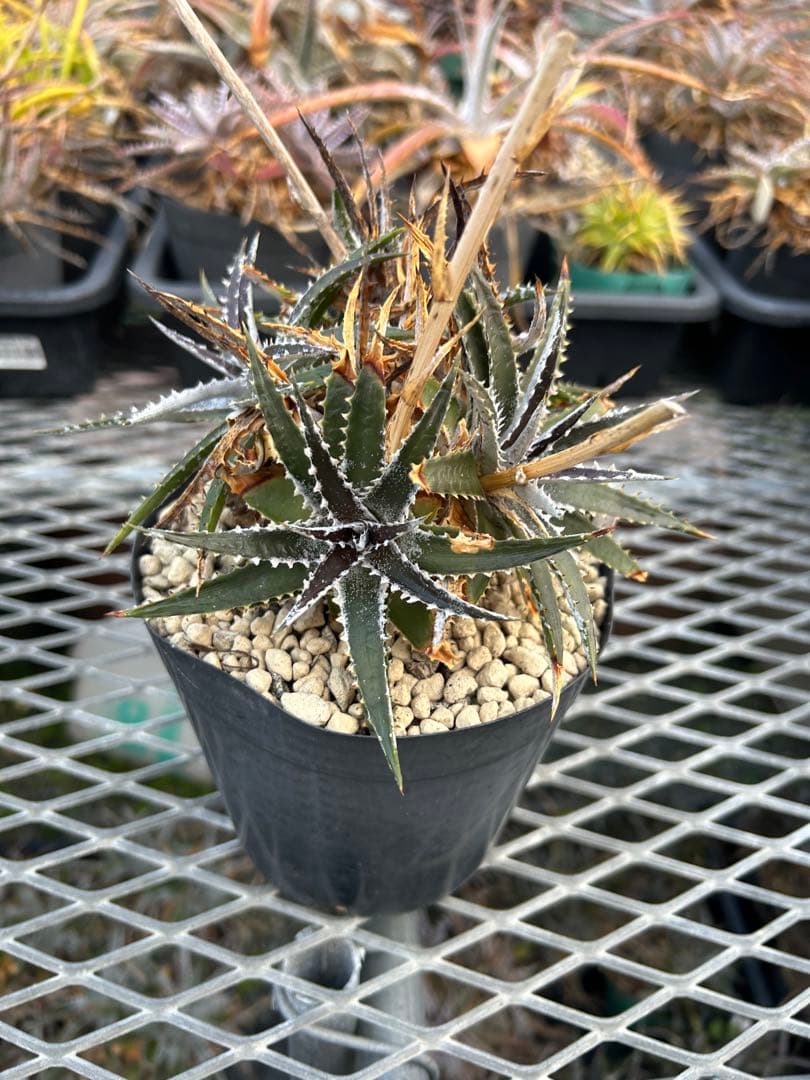 群生 DBディッキア Dyckia Bill Baker hybrid #132 - メルカリ