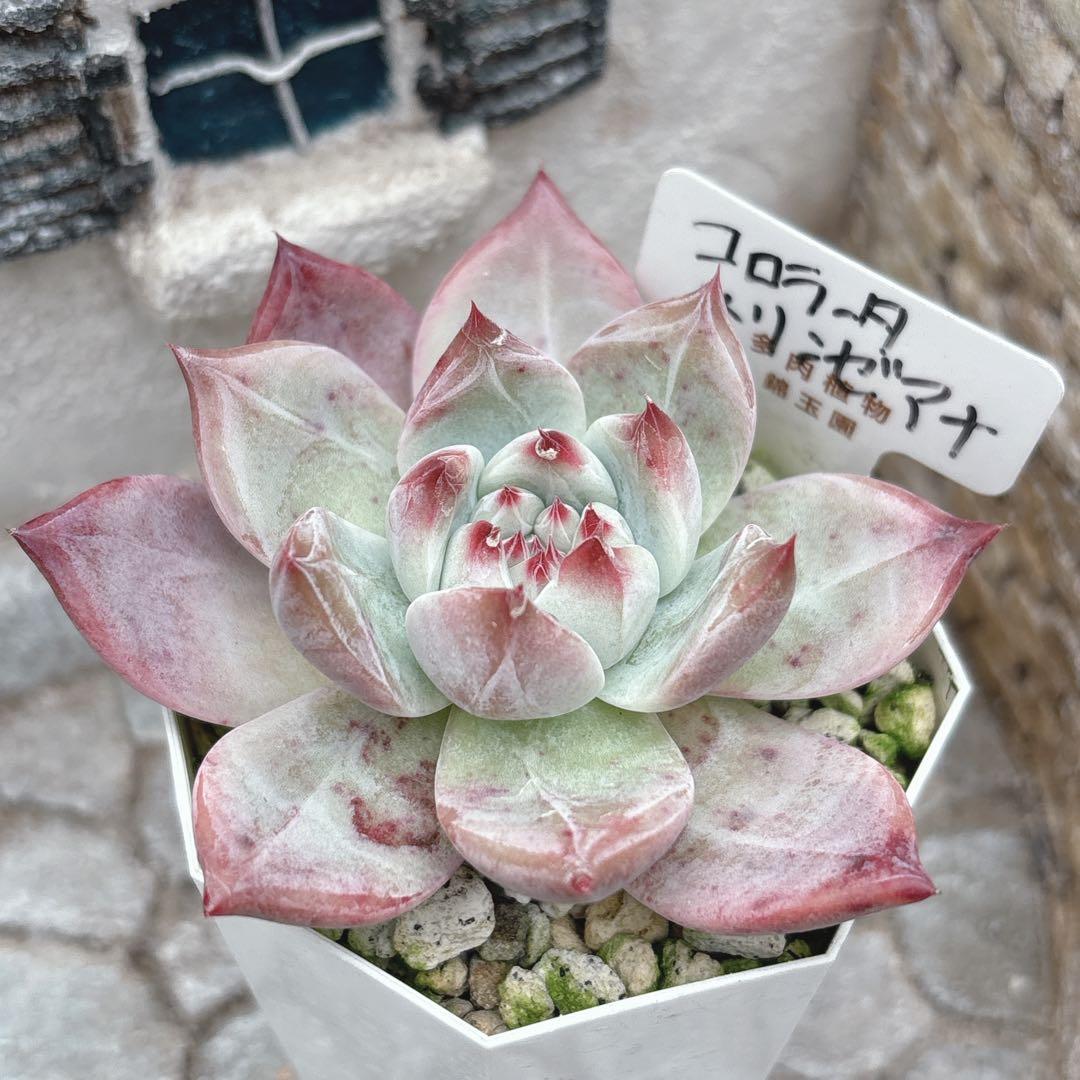 13.【札付き】コロラータ×リンゼアナ 錦玉園 多肉植物 エケベリア