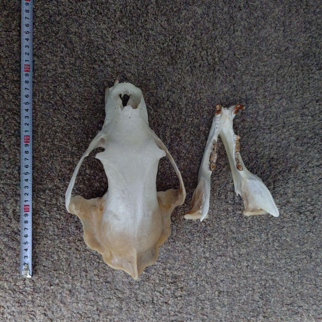 狩猟で獲ったツキノワグマ頭骨 約30cm - メルカリ