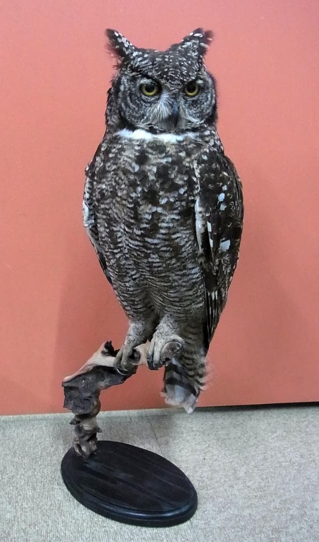 高品質　アフリカワシミミズク（Spotted Eagle-owl）剥製 高品質 アフリカワシミミズク（Spotted Eagle-owl）剥製 高品質