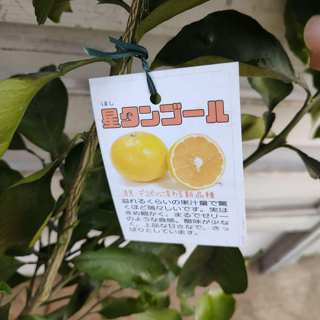 希少品種 星タンゴール 3年生 苗木 - メルカリ
