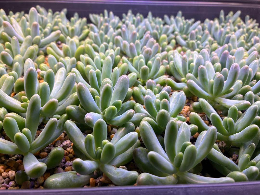 乙女心 カット苗 9カット 多肉植物 - メルカリ