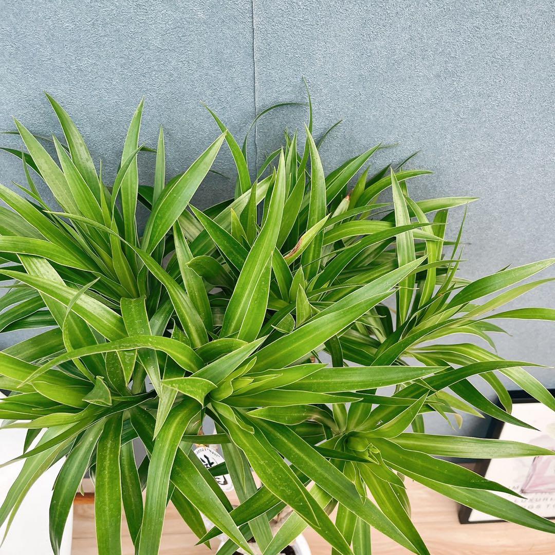 現品］【希少】2番 ドラセナ ナビー 龍 7号 観葉植物 大型 室内 レア