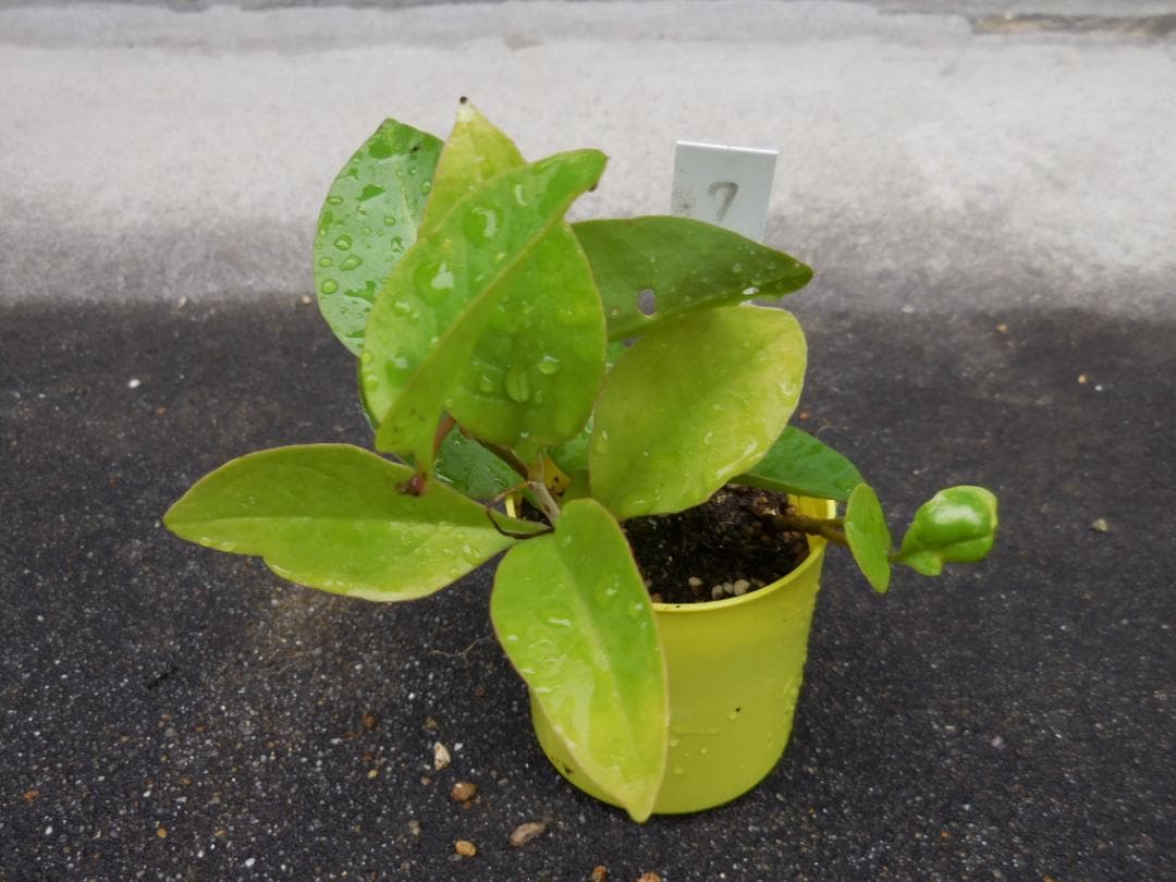 おかわかめ オカワカメ 3苗 抜き苗 無農薬 | Shop at Mercari from