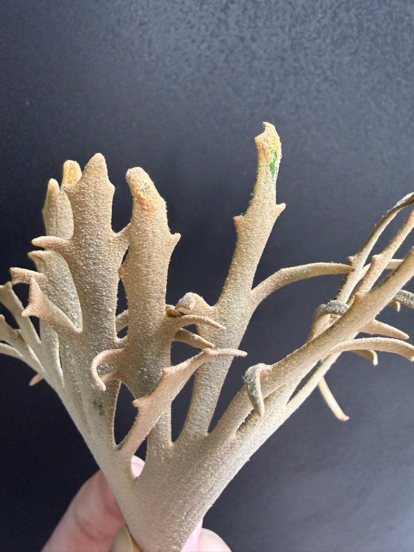 たか太郎様専用 yellow moon dwarf sporeling 胞子 P.willinckii