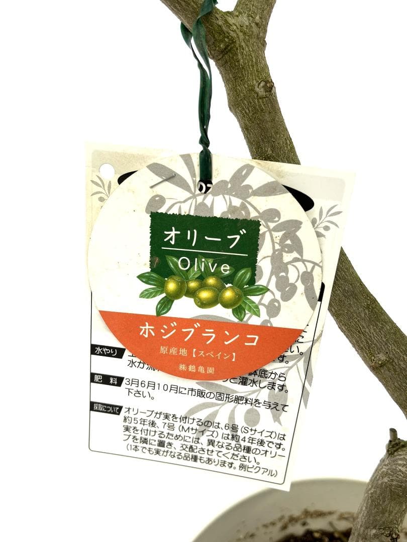 オリーブの木 ホジブランコ 7号 約150cm NO.853 人気品種 現品掲載