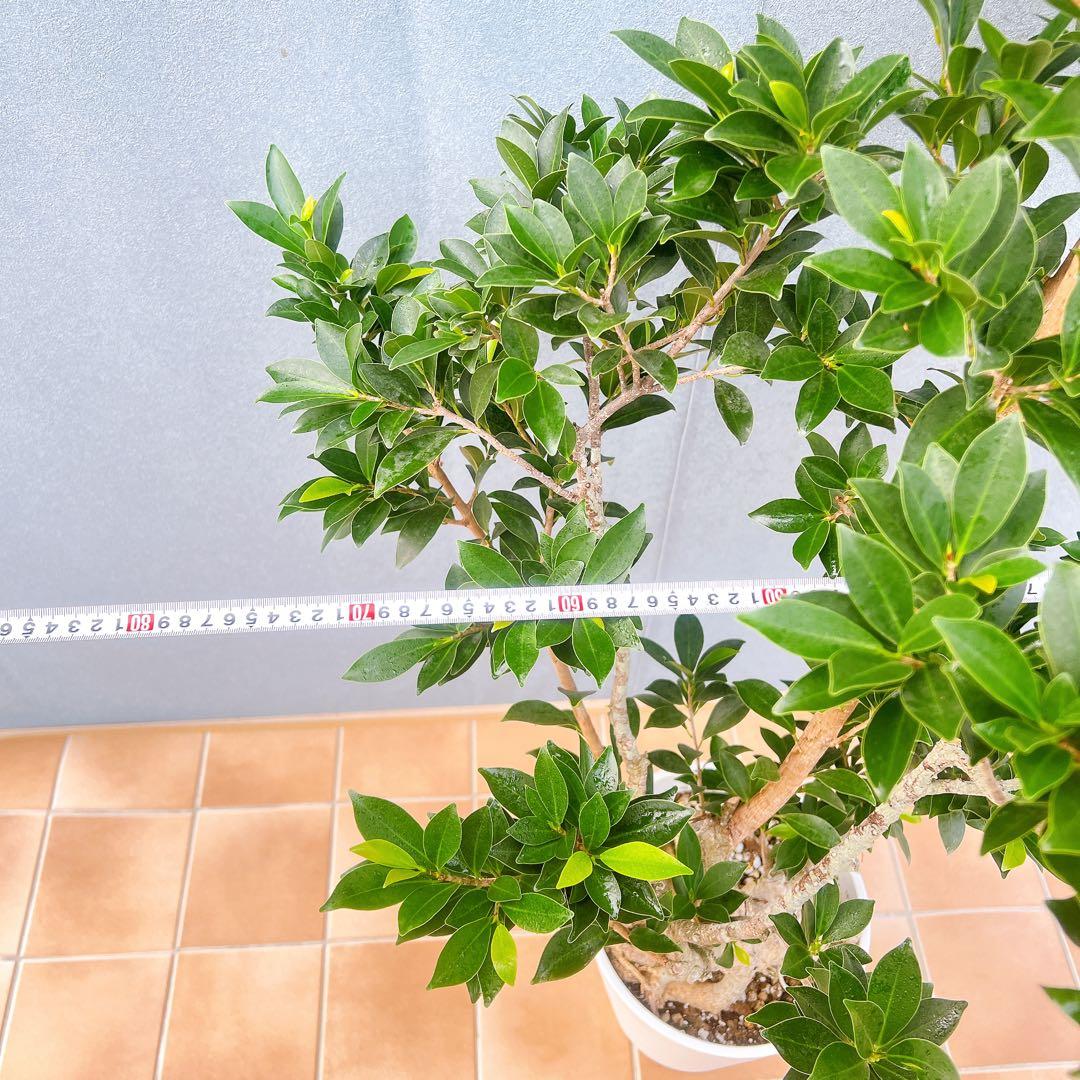 現品 フィカス ゴムの木 ベリーリーフ 曲がり 特大 希少 観葉植物