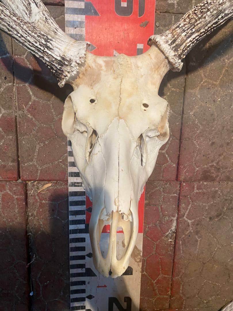 菊*ん様 蝦夷鹿hunting trophy（deer skull）異形角＋骨格 - メルカリ