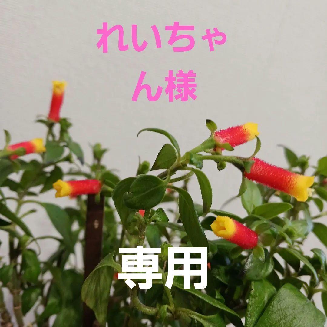 マネッティア苗 追い春苗セネッティしました | SUNSUNガーデン
