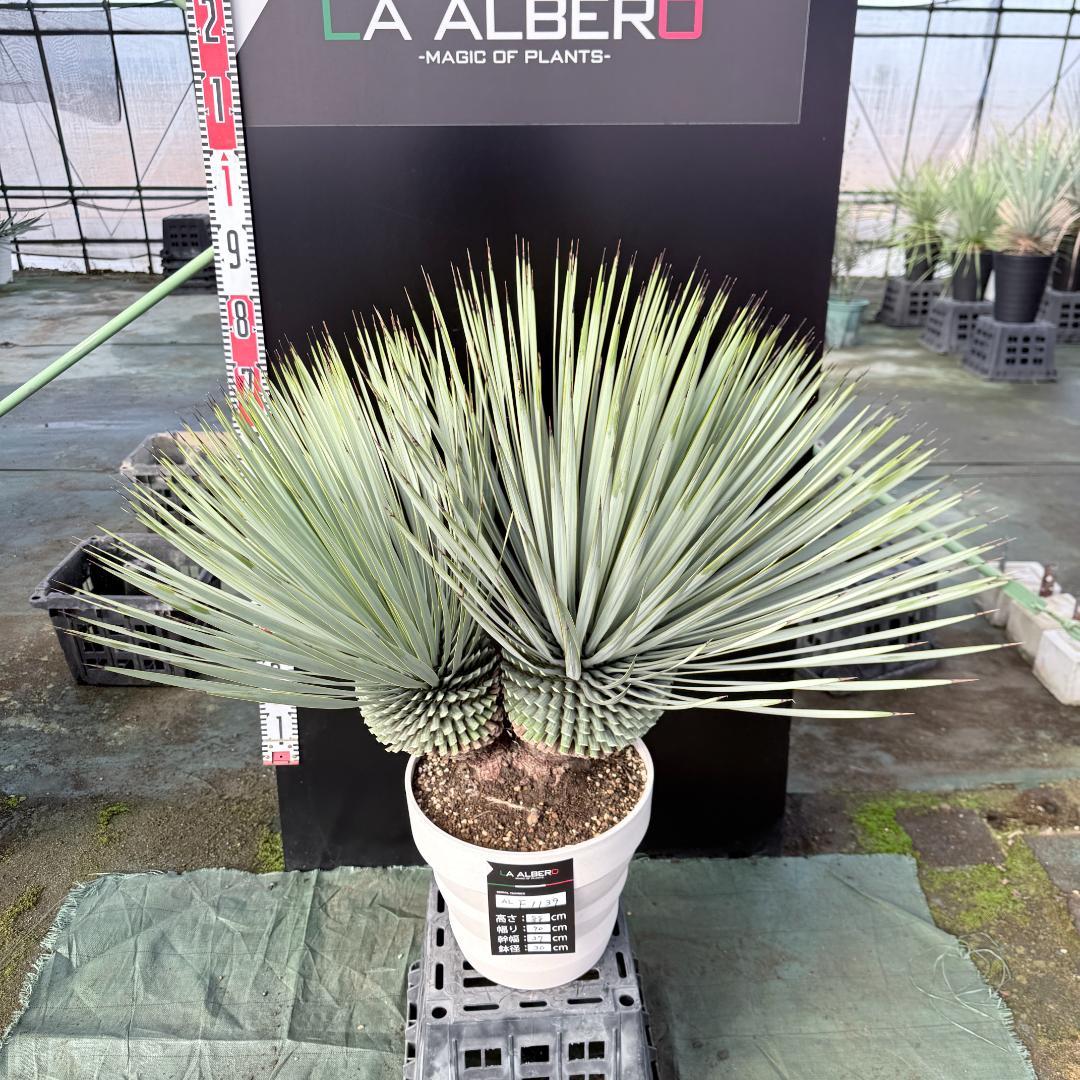 AL-F1139】ユッカ ロストラータ 超美形 高次元ダブル シルバー個体