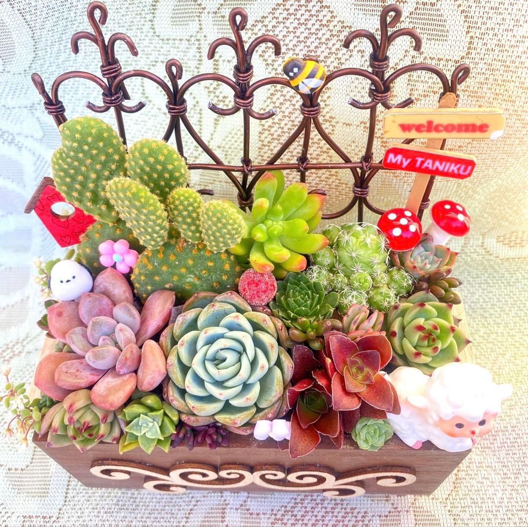 サボテン◇多肉寄せ植え◇ワイヤーフェンス◇木箱 - メルカリ