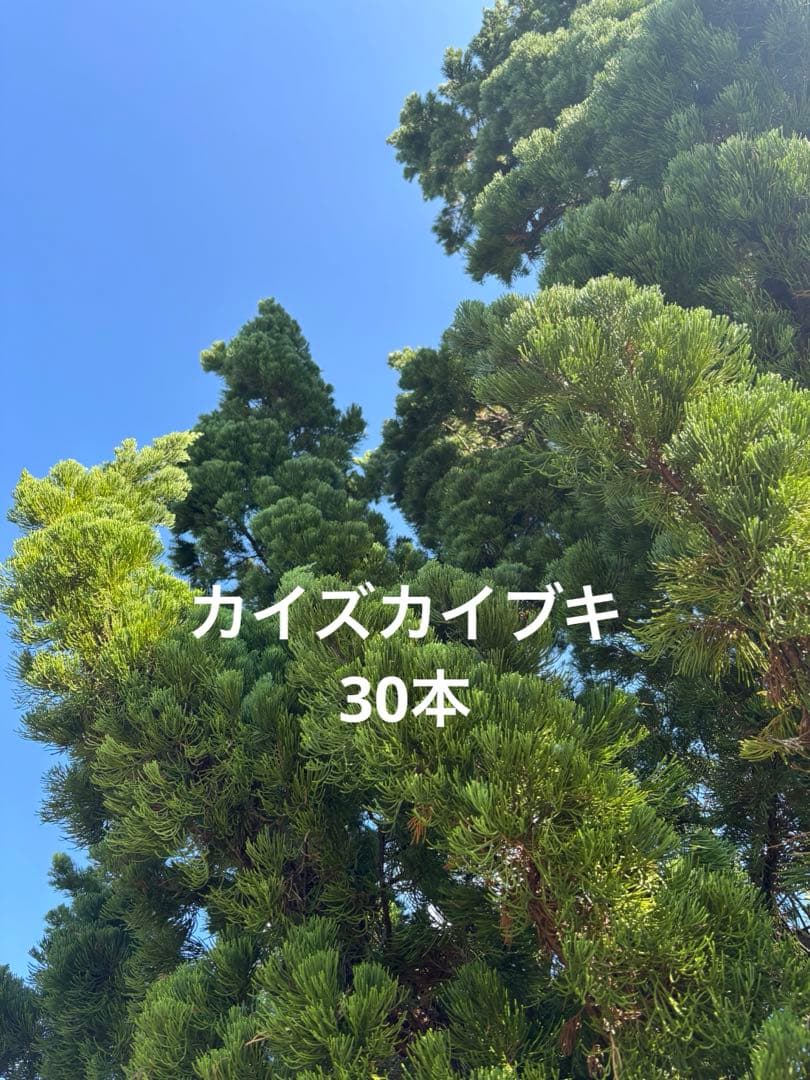 カイズカイブキ　　クリスマスリース　リース 12月10日開催の「クリスマスリースをつくろう！」の様子 - おでかけ