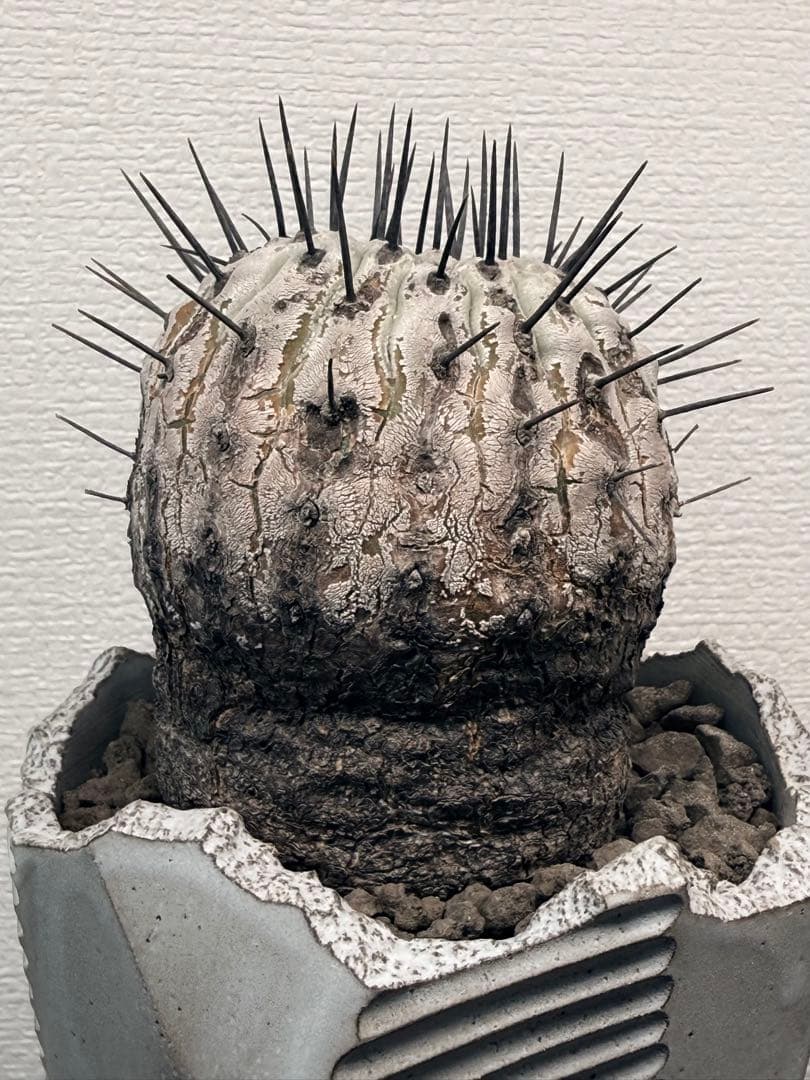 コピアポア Copiapoa コルムナアルバ 現地球 白肌美株 弧竜丸 黒王丸