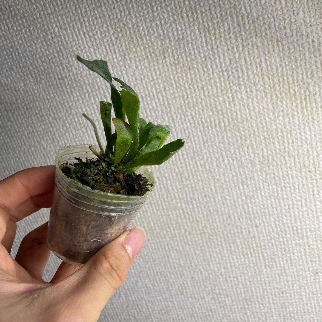 P. Willinckii Spur(TC) - メルカリ