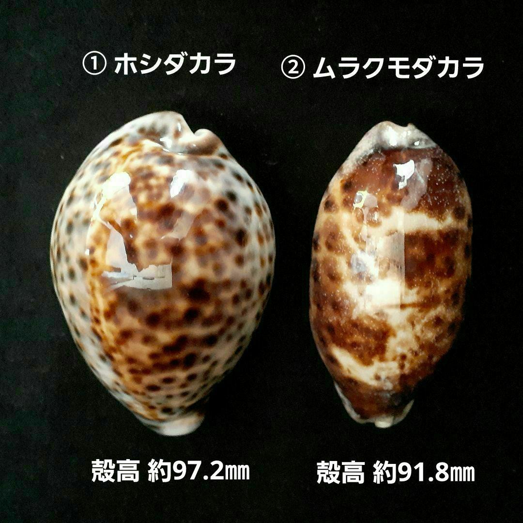 タカラガイ かなり大きな貝 2個セット ホシダカラ ムラクモダカラ 貝