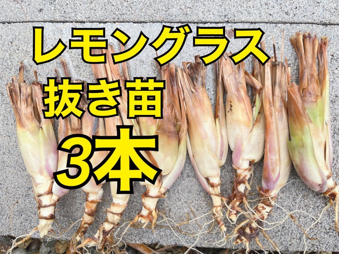 ☆無農薬 レモングラス 抜き苗 3本 - メルカリ