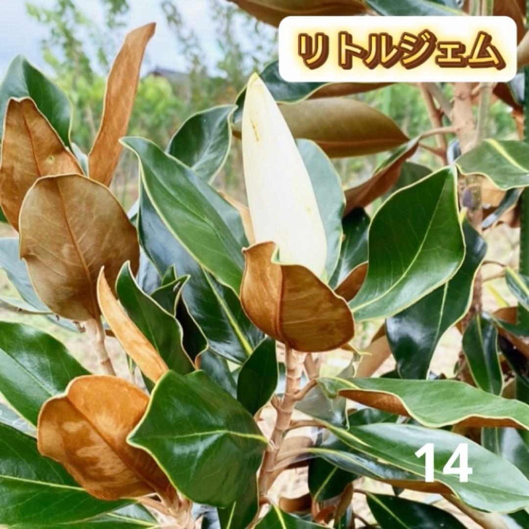 14. リトルジェム 泰山木 タイサンボク 苗 苗木 小型品種 - メルカリ