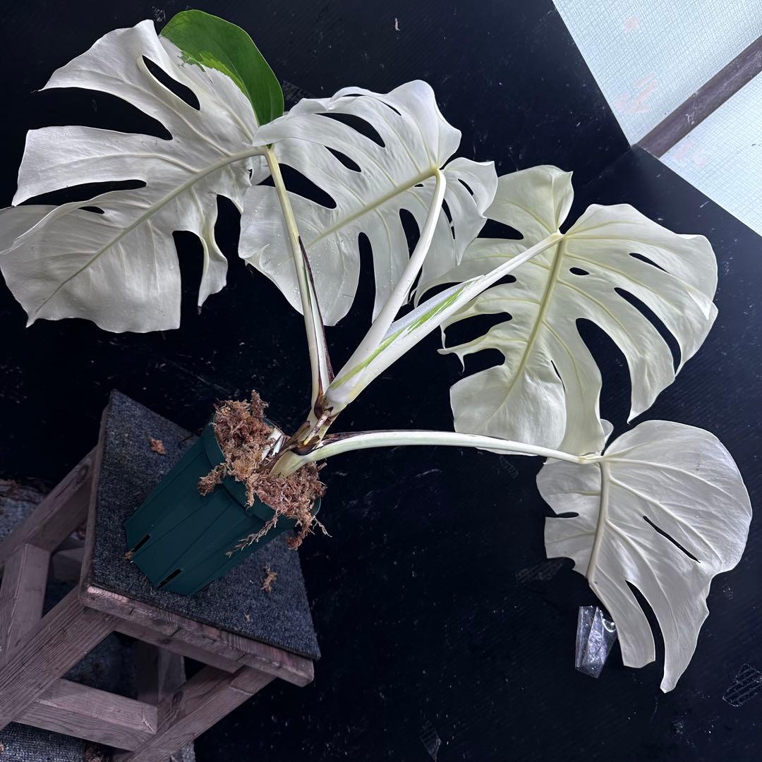 m*o様 斑入りモンステラ極上ホワイトタイガーフルムーン4号鉢植え発根済