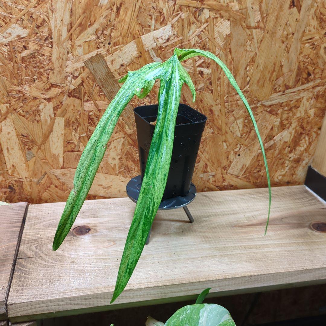 その他観葉植物 Philodendron Holtonianum variegated Philodendron holtonianum variegated 6