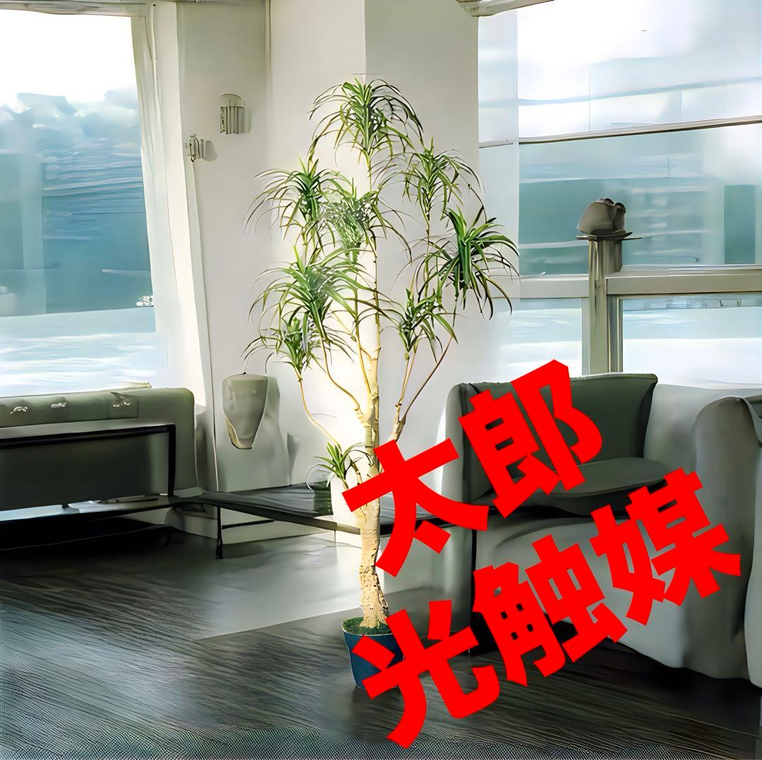 光触媒　人工観葉植物　ウォールグリーン　フェイクグリーン　ユッカツリー1700 人工観葉植物 造花 60cm ユッカツリー 室内 インテリアグリーン
